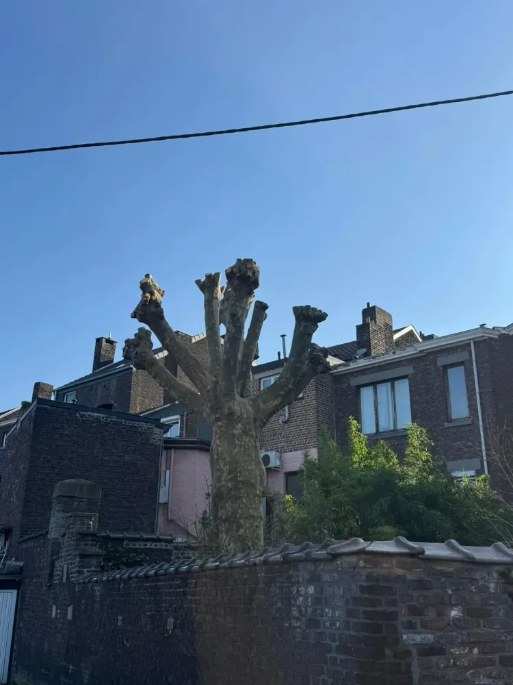les-jardins-de-noe-real-2